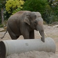 elephant trunk in the pipe